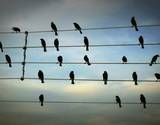 Birds on the Wires