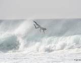 Surfen lernen auf Fuerteventura